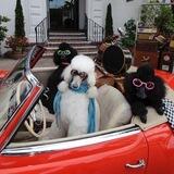 Who let the dogs out