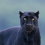 Animal life