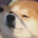 吃瓜搜索群