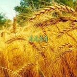 معجزه فرشتگان