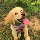PET CUT