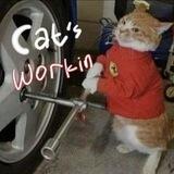 Cat’s Workin