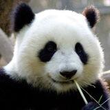 熊猫🐼挂q（续租到死）📱口 结账走u