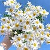 به‌ کاتی شنو