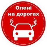 Олені на дорогах Біла Церква