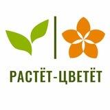 Растет-цветёт | БУКЕТЫ ИЗ РОЗ