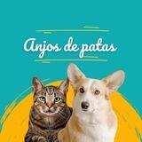 🐶 ¦ Anjos de Patas