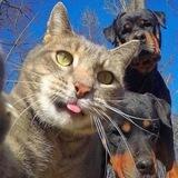 猫王跑分24h