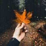 نفحات 🍁