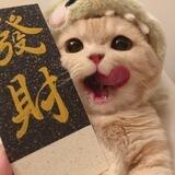 招财猫zm