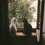 ملاذي
