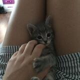 Adorable Kitten.