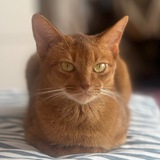 Кошка
