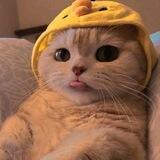 funny kittens
