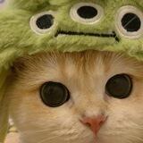 大猫皮肤号供应