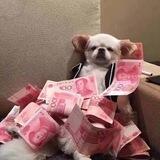 张哇塞QL交流群，可一单一结。