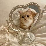 ꒰ ˚ʚ ᗢ The ginger feline prompt a loaf position at the love mirror, fixating its large, rounded orbs and concealing its paws✧₊˚꒱