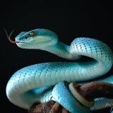Kinosnake-serials🐍