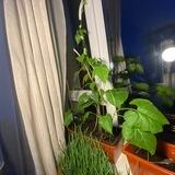 Стручок 🌿