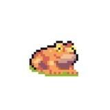 Frog Entry