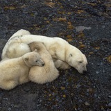 Человек из Арктики🥶