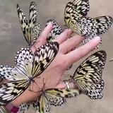 🦋مَِِـَِِـشَِِـَِِـاَِِعَِِـَِِـره َِِپَِِـَِِـروَِِـَِِـاَِِنَِِـَِِـه َِِهَِِـَِِـاَِِ🦋
