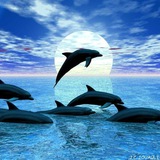 Dolphin Call