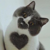 Lustige und interessante Tiervideos und Bilder.