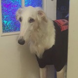 Пёс длинный нос