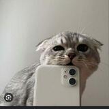 Приколы с котами и собачками😄