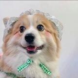 小猪妹妹微信im