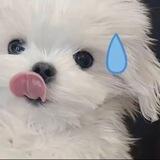 丫头群码