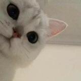 kucing