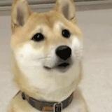 飞机加群/1元