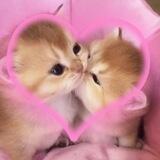 .. ♡🎀 𝑲𝑢☻𝑐𝑖𝑛𝑔.b𖦹x!3 🏹˚.