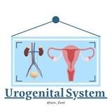 Urogenital System