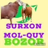 SURXANDARYO 🐄MOL🐏 QUY