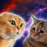 TwoTalkingCats