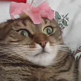 CatWifFlower