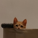 Коты арбузеры