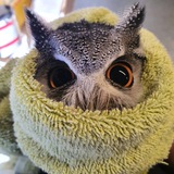 TOWL