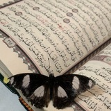 عُزلة المُهتدين .