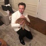 Elon's Cat - $DINGER
