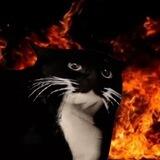 Red Hot Chili CAT