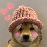 dogwifa - WIFA