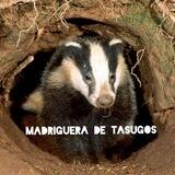 🦡 ᴍᴀᴅʀɪɢᴜᴇʀᴀ ᴅᴇ ᴛᴀꜱᴜɢᴏꜱ
