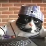 dj cat