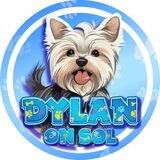 Dylan On Sol | Arielle's dog