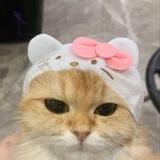 Hello Kitcat Channel