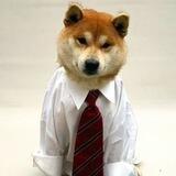 dogwiftie portal 🐕👔